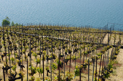 Crops growing in vineyard