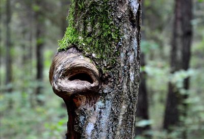 Close-up of tree trunk in forest