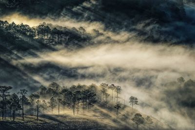 Trees on field against sky