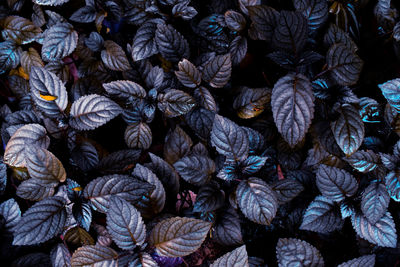 Full frame shot of leaves