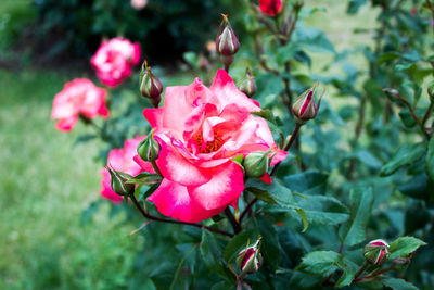 Close-up of pink rose