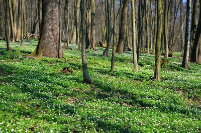 Trees on field in forest