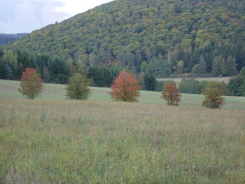 Scenic view of trees against sky
