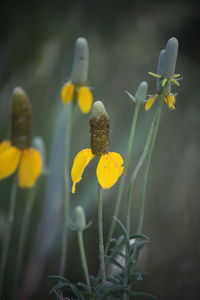 Close-up of yellow flowering plant