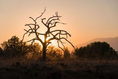 Silhouette of a tree in the sunset