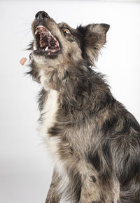 Close-up of dog against white background