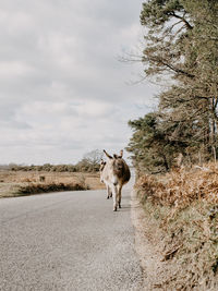 Horse standing on road against sky