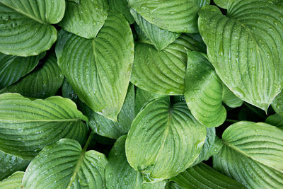 Full frame shot of wet leaves in rainy season