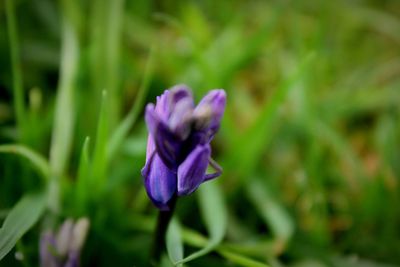 Close-up of purple crocus flower