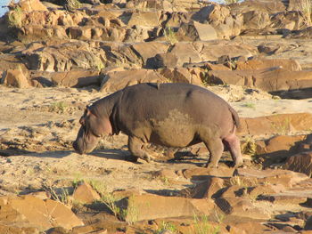 Hippo out of water 