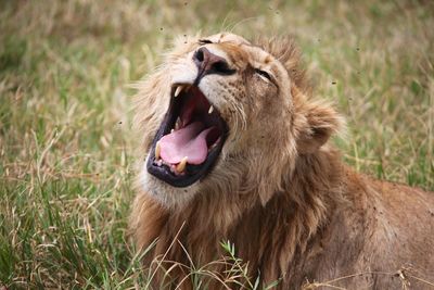 Close-up of lion yawning on grass
