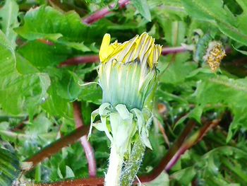 Close-up of plant