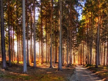 Trees in forest during autumn