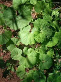 Plants growing in water