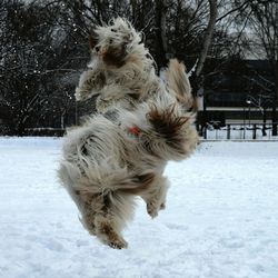 Dog standing on snow covered field