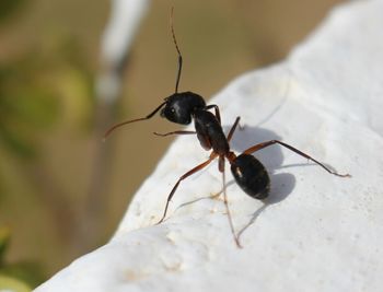 Close-up of insect