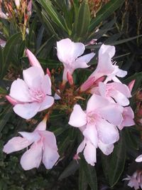 Close-up of white pink flowers