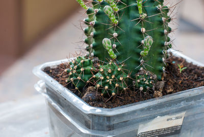 Close-up of cactus plant in pot