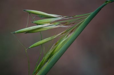 Close-up of fresh green plant