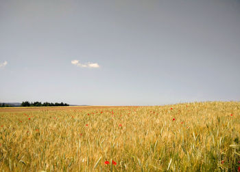 Scenic view of wheat field against clear sky