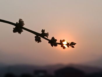 Low angle view of silhouette flowering plant against sky during sunset