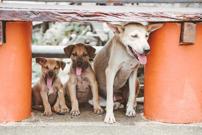 Portrait of dogs sitting outdoors