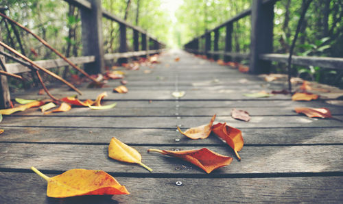 Autumn leaves on wooden footpath