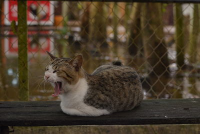 animal