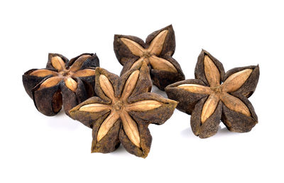 High angle view of dried leaves against white background