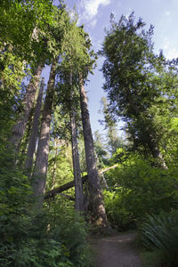 Low angle view of trees against sky