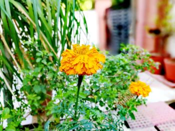 Close-up of yellow flowering plant