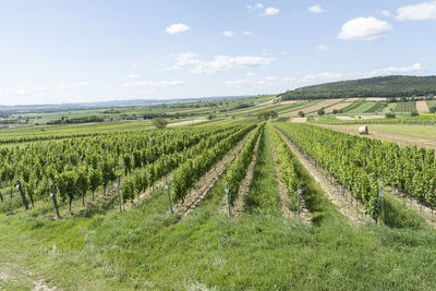 Scenic view of vineyard against sky