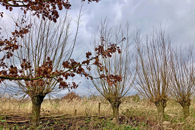 Plants growing on field against sky