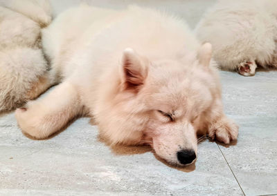 High angle view of dog sleeping on footpath