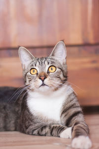 Portrait of a cute brown tabby striped cat