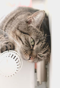 Close-up portrait of cat at home