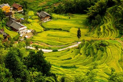 Scenic view of agricultural field by houses and trees