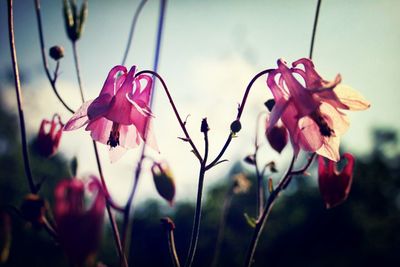 Close-up of flowers blooming outdoors