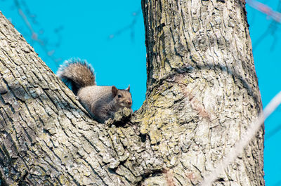 Close-up of lizard on tree against clear sky