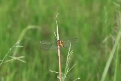 Close-up of dragonfly on grass