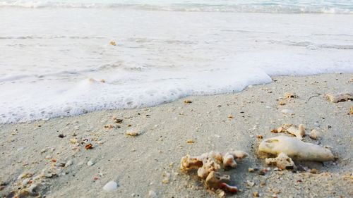 High angle view of crab on beach