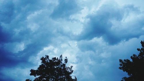 Low angle view of tree against sky