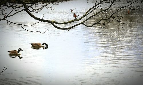 Swan on lake