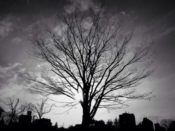 Silhouette tree against sky at night