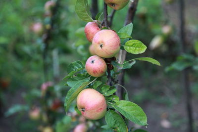 Close-up of apples growing on tree