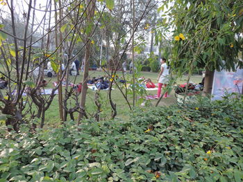 Plants growing on tree