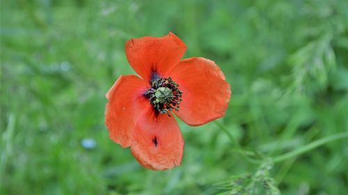 Flower, red, green, nature, fragile