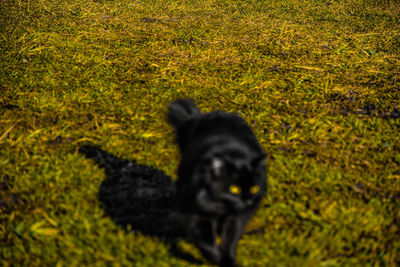 Black dog on field