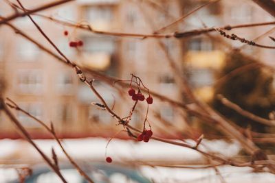 Close-up of red leaves on branch