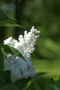 Close-up of white cherry blossom on tree